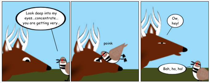 Point: Killdeer