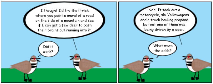 Road-killdeer