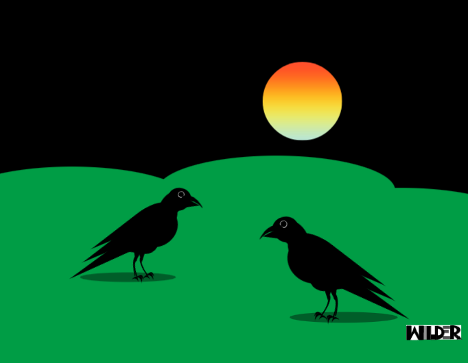 Crows